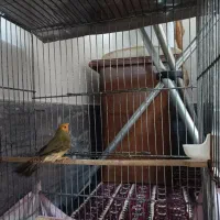فنچ ستاره ای سر نارنجی سینامون نر .گلدین بنگالی|پرنده|قم, باغ شریفی|دیوار