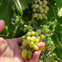 آبغوره خانگی|خوردنی و آشامیدنی|اصفهان, هزارجریب|دیوار