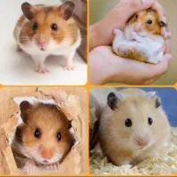 انواع نژادهمستر جیبی بندانگشتی باوسایل بازی|موش و خرگوش|اصفهان, بهاران|دیوار