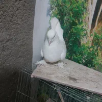 کبوتر ماده|پرنده|شهرکرد, |دیوار