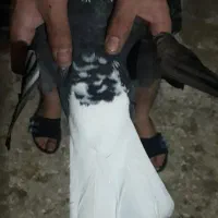 بشرط‌جوجه‌وگشت|پرنده|پاپی, |دیوار