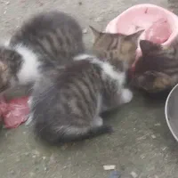 واگذاری توله گربه رایگان