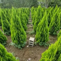 سرو کامیس نوکدار (عمده)