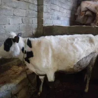 گاو آبستن و گوساله|حیوانات مزرعه|بیستون, |دیوار