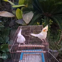 عروس آلبینو رام رام حلقه پا|پرنده|رودسر, |دیوار