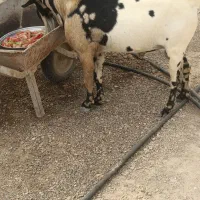 نری به فروش می رسد|حیوانات مزرعه|مهران (هرمزگان), |دیوار