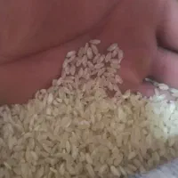 فروش برنج کامفیروزی