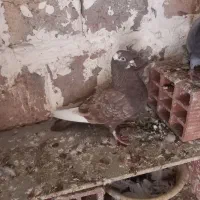 کبوتر طوقی شازده