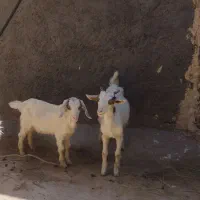 کره نر دورگ سانان