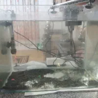 اکواریوم وماهی