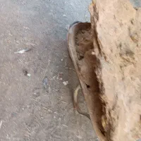 بار کود گوسفند