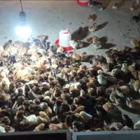 جوجه گلپایگانی اصلاح نژاد شده تخم گزار