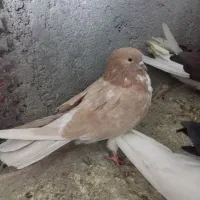 ۴۰ عدد کبوتر پرشی جفتی ۱تومن