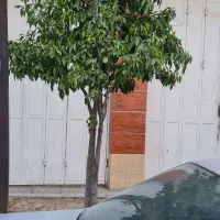 اجاره مغازه آشی|اجارهٔ مغازه و غرفه|شیراز, شهرک مهدی‌آباد|دیوار