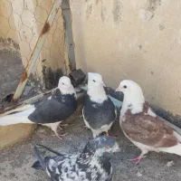 کبوتر طوقی شازده