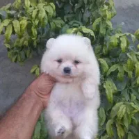 پامر خرسی|سگ|قزوین, |دیوار