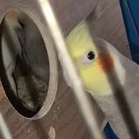 جفت عروس هلندی مولد تاج بلند|پرنده|تهران, ارامنه|دیوار