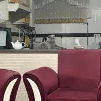 گربه اسکاتیش فولد بلو نر «گوش فولد واقعی»|گربه|کرمان, |دیوار