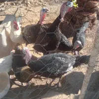 فروش بوقلمون