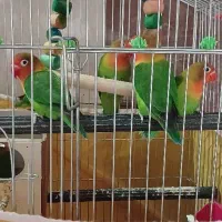 کوتوله برزیلی|پرنده|سیستان, |دیوار