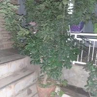 گل شفلرا یا چتر درختی