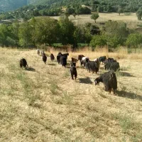 ۲۰ سر بزو و بزغاله گوشتی کوهستانی فوربانی|حیوانات مزرعه|مریوان, |دیوار