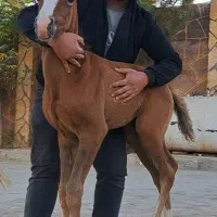 خرید فروش اسب اصیل ترکمن