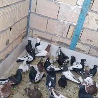 کبوتر بوم
