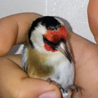 یه سهره نر عطیقه گل قفل|پرنده|تهران, مسعودیه|دیوار