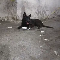 سگ جرمن بلک یک ساله|سگ|شیراز, عادل آباد|دیوار