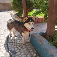 سگ هاسکی خانگی پا کوتاه