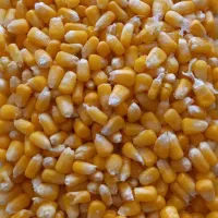 ذرت دون شده آماده خانگی