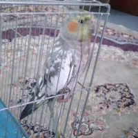 عروس هلندی نر