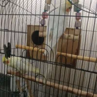 یک جفت لوتینو|پرنده|گلستان (تهران), |دیوار