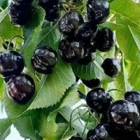 گارکر گیلاس