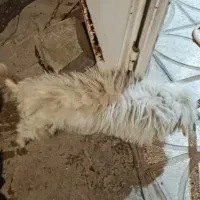 سگ پا کوتاه نر