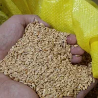 گندوم بزری|عمده‌فروشی|دشتابی, |دیوار