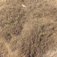 کود حیوانی گوسفند