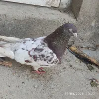 کبوتر