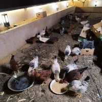 مرغ خروس|حیوانات مزرعه|اندیشه, اندیشه فاز ۵|دیوار