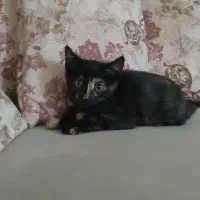 بچه گربه زیبا دوماه بدون مادر|گربه|رشت, معلولین|دیوار