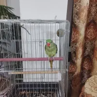 شاه طوطی نر|پرنده|خوی, |دیوار