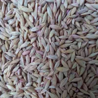 جو وگندم فروش