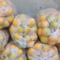 فروش پرتقال