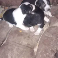 سگ کوچک|سگ|آبادان, |دیوار