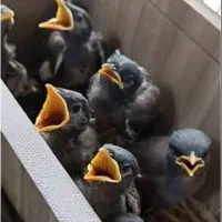 جوجه مینا شاه تخم اصل ضمانتی و معمولی شهریار