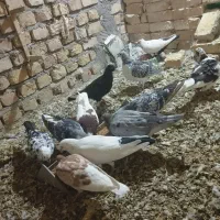 کفتر فروشی|پرنده|کاشمر, |دیوار