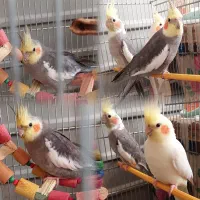 عروس هلندی سالم و بازیگوش.  لوتینو و سینامون.