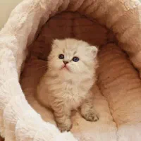 مجموعه گربه های اشرافی خاص ( پرشین بریتیش اسکاتیش)|گربه|رشت, گلسار|دیوار