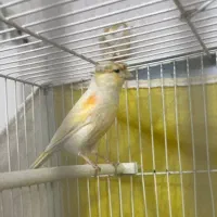 یک جفت قناری با ۵تا تخم|پرنده|مشهد, پنجتن|دیوار